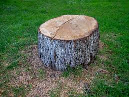 Best Root Management and Removal  in Mayo, SC
