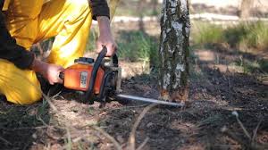 Mayo, SC Tree Services Company